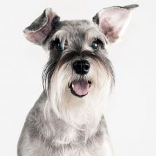 Schnauzer