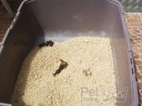 por que los perros comen heces, por que los perros comen caca