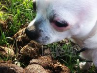 porque los perros comen caca