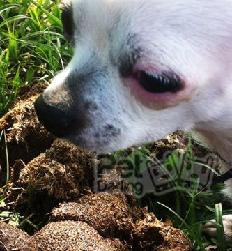 porque los perros comen caca