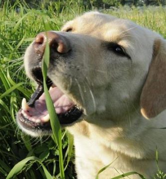 porque los perros comen hierba