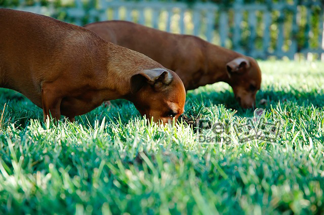 por que los perros comen hierba