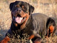 perros rottweiler