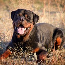 Rottweiler