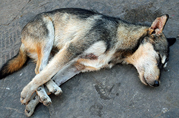 firmas para sacrificio cero de perros en madrid el refugio