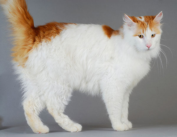 gato van turco blanco y naranja