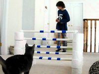 video de agility en gatos, agility para gatos