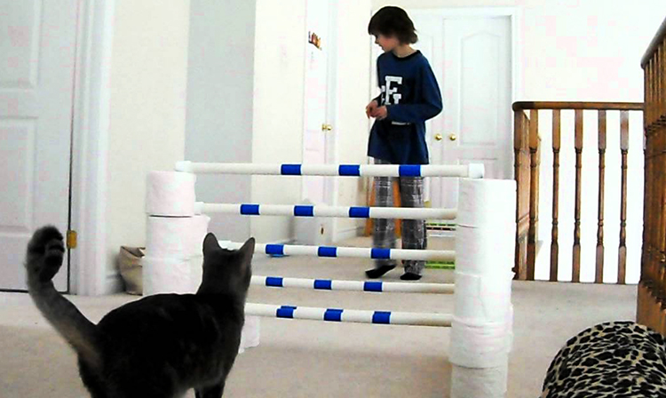 video de agility en gatos, agility para gatos