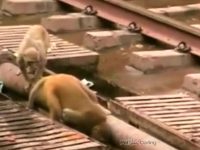 video viral mono salva amigo electrocutado india