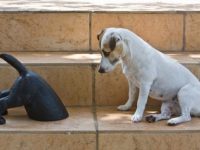 video divertido perros confundidos