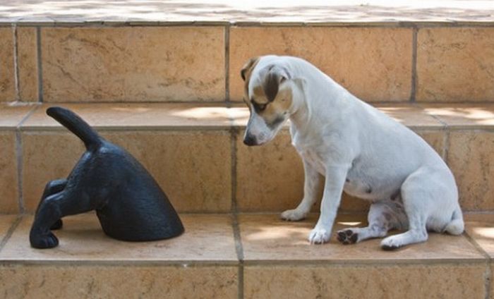 video divertido perros confundidos