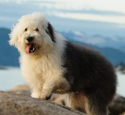 Bobtail (Viejo pastor inglés)