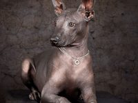 xoloitzcuintle