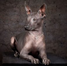 Xoloitzcuintle (perro sin pelo mejicano)