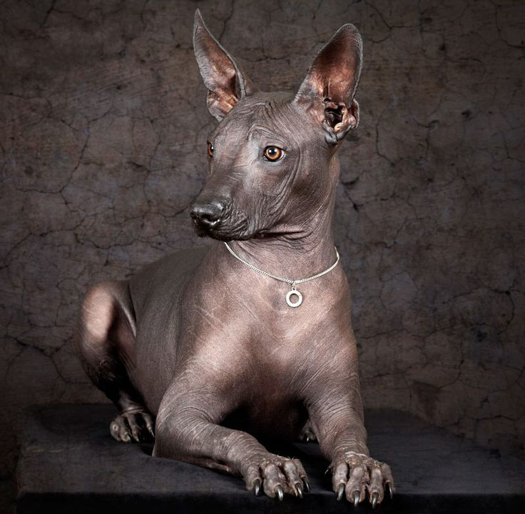 xoloitzcuintle