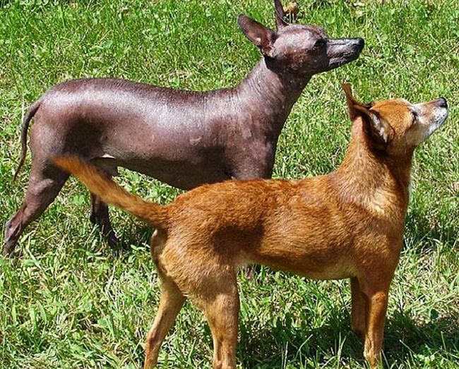 xoloitzcuintle con pelo 