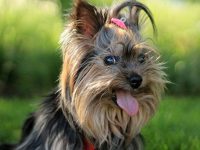 perros yorkshire terrier