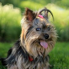 Yorkshire Terrier