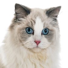 Ragdoll