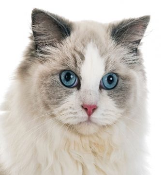 gato Ragdoll