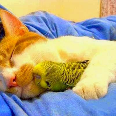 gato y pajaro fotos amor entre especies distintas