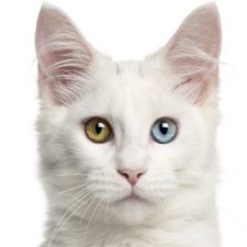 Angora Turco