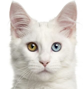 gato angora