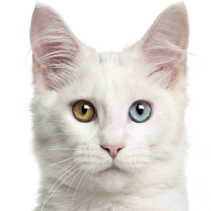 Presunción a tiempo Hacia El gato ANGORA TURCO (cuidados, colores, precio) | Razas de gatos