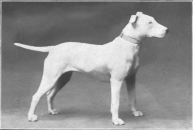 bull terrier origen 1915