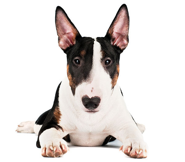bull terrier miniatura