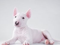 bull terrier miniatura
