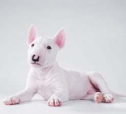 Bull Terrier Miniatura