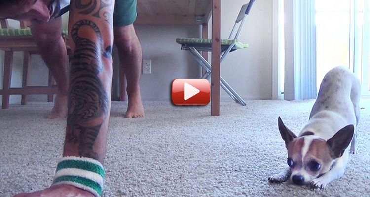 video pacho chihuahua yoga
