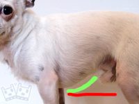 como saber si tu perro es obeso gordo