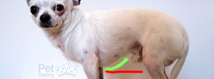 como saber si tu perro es obeso gordo