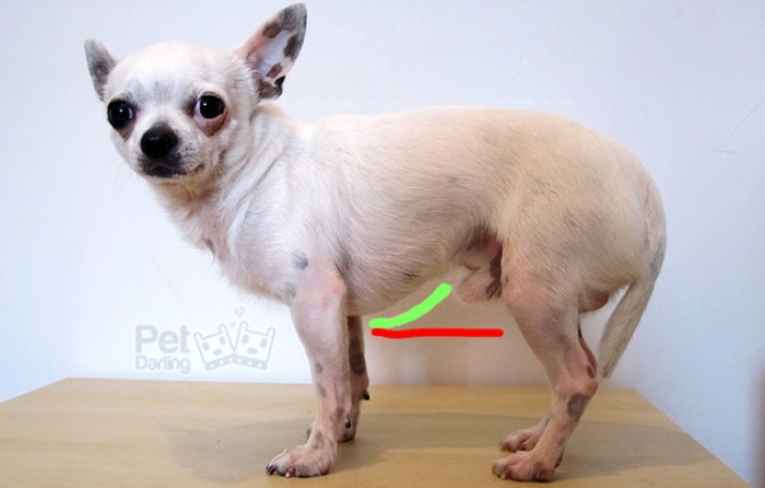 perro sobrepeso obeso gordo