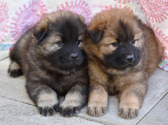 a que edad se desteta un perro