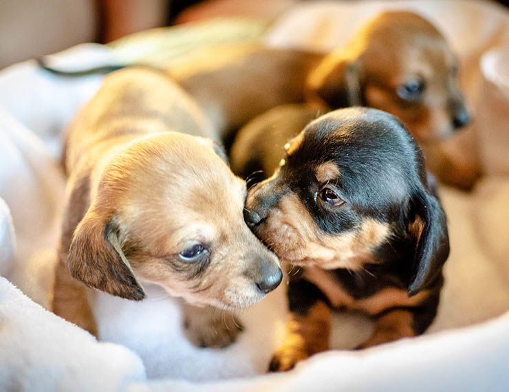 cuándo se desteta un cachorro