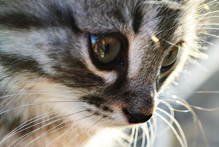 feromonas para gatos