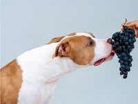 frutas que los perros no pueden comer