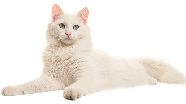 gato angora blanco