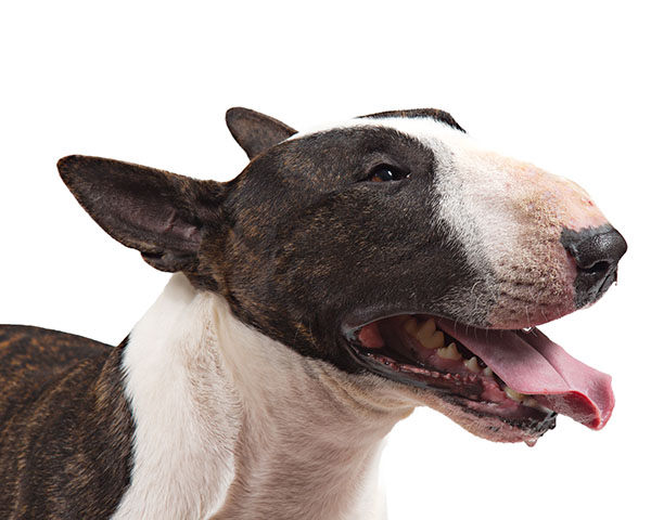 hocico bull terrier miniatura
