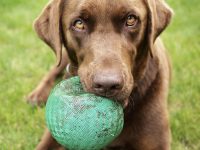 juegos para perros