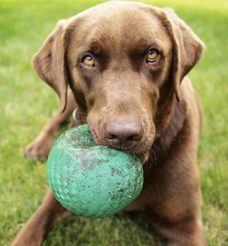 juegos para perros