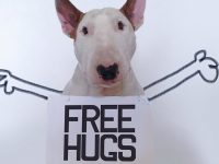perro instagram fotos sensacion bull terrier jimmy choo
