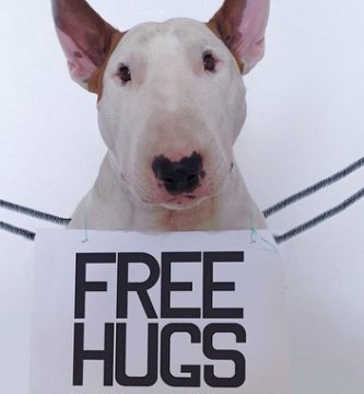 perro instagram fotos sensacion bull terrier jimmy choo