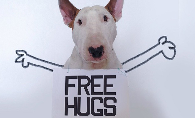 perro instagram fotos sensacion bull terrier jimmy choo