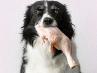dieta barf para perros