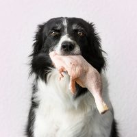 dieta barf para perros