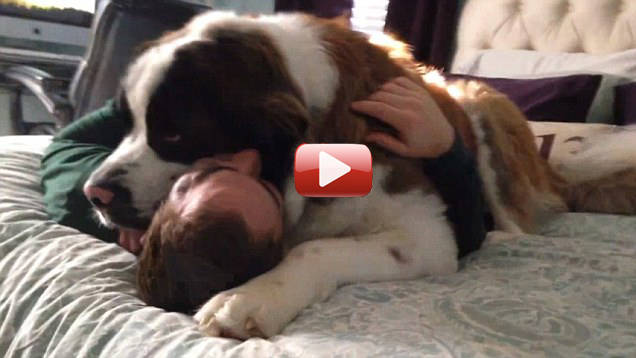 san bernardo aplasta dueño amor